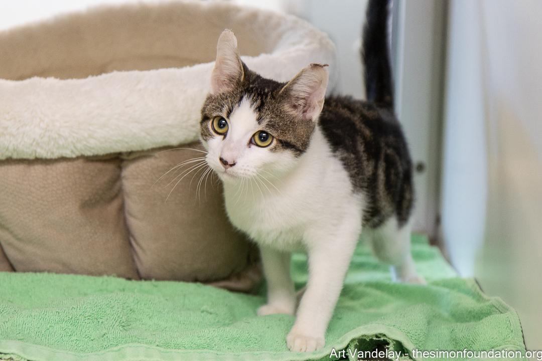 Enlarge Art Vandelay, a Adopted Domestic Short Hair in Bloomfield, CT image 3/4