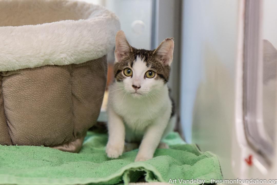 Art Vandelay, Adopted, Kitten Male Domestic Short Hair.