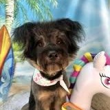 Butterfinger, Adopted, Young Male Schnauzer.