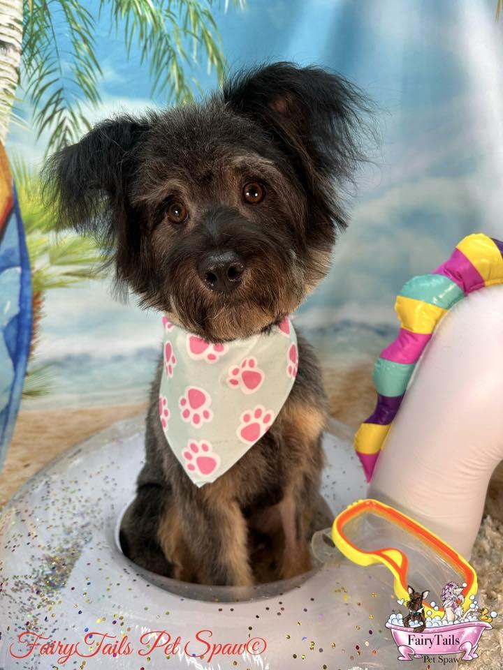 Butterfinger, a Adopted mixed breed in Winchester, KY image 2/2