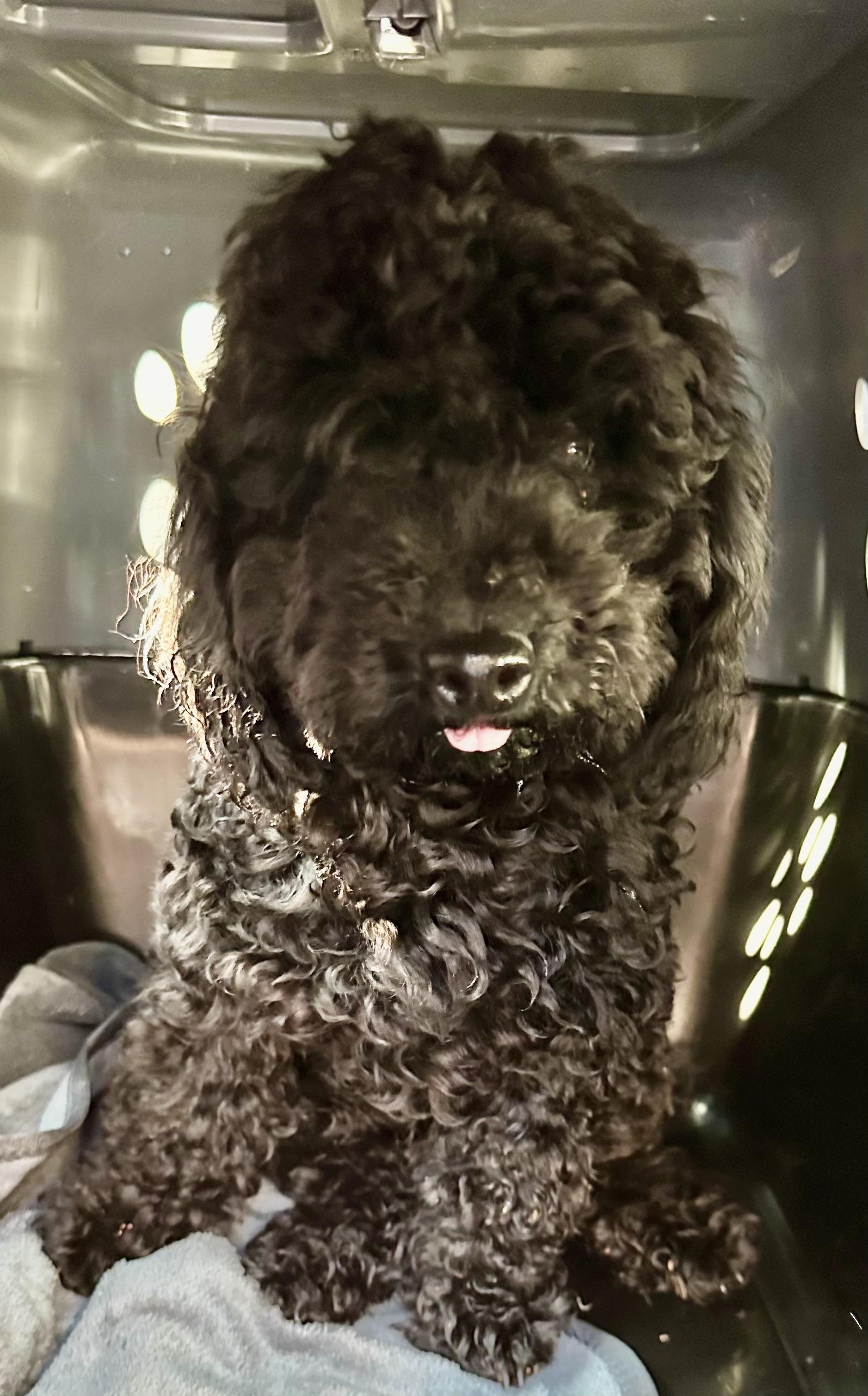 Quincy, ADOPTABLE, Puppy Male Poodle (Toy).
