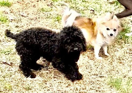 Quincy, ADOPTABLE, Puppy Male Poodle (Toy).