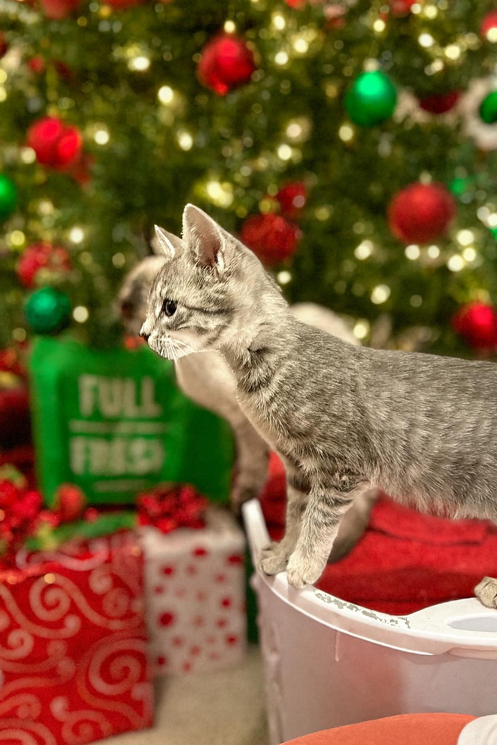 Grey Goose, Adoptable, Kitten Male Domestic Short Hair.