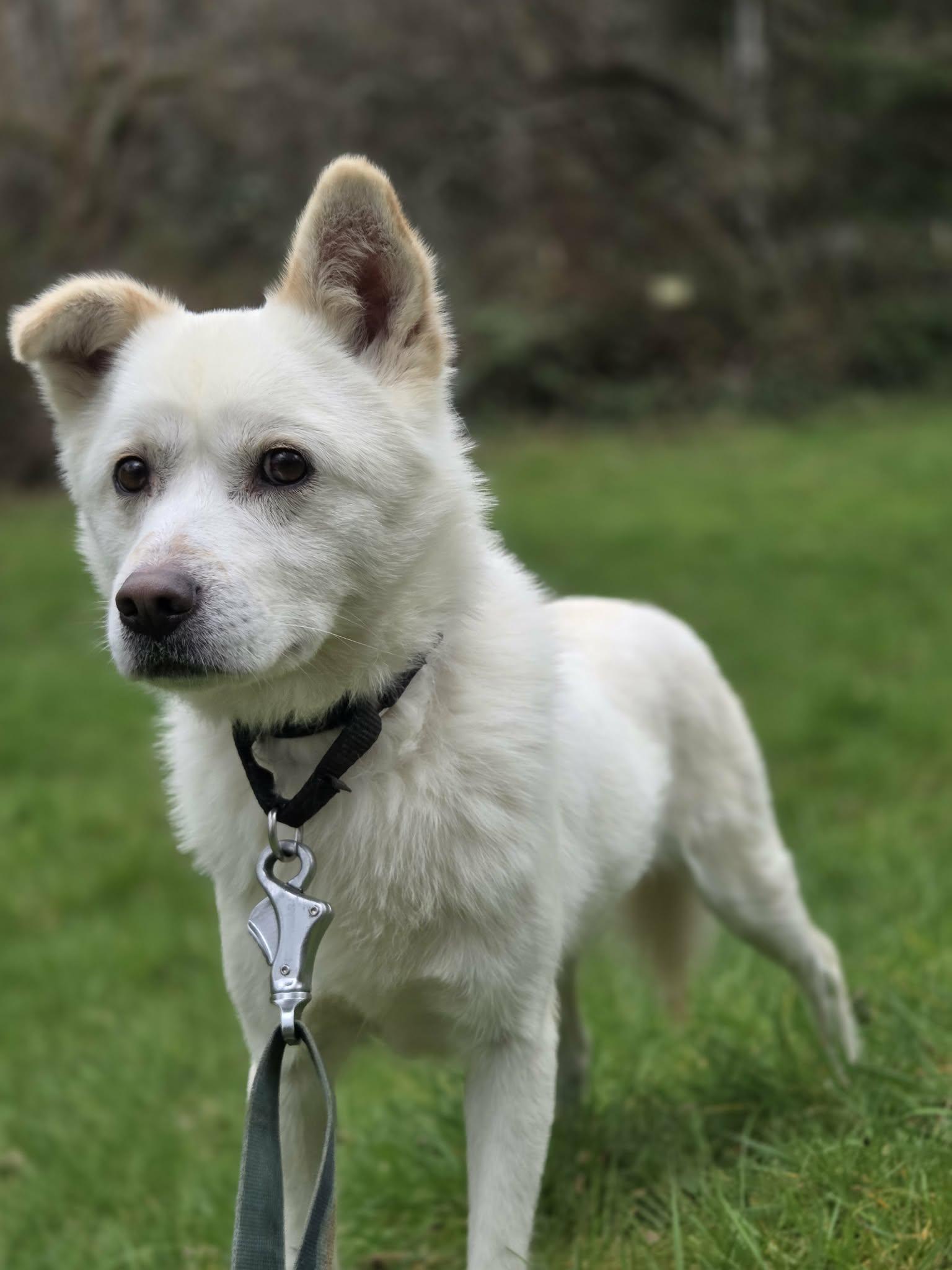 Enlarge Haedol- The Guy-29 Lbs., a ADOPTABLE mixed breed in Elma, WA image 3/3