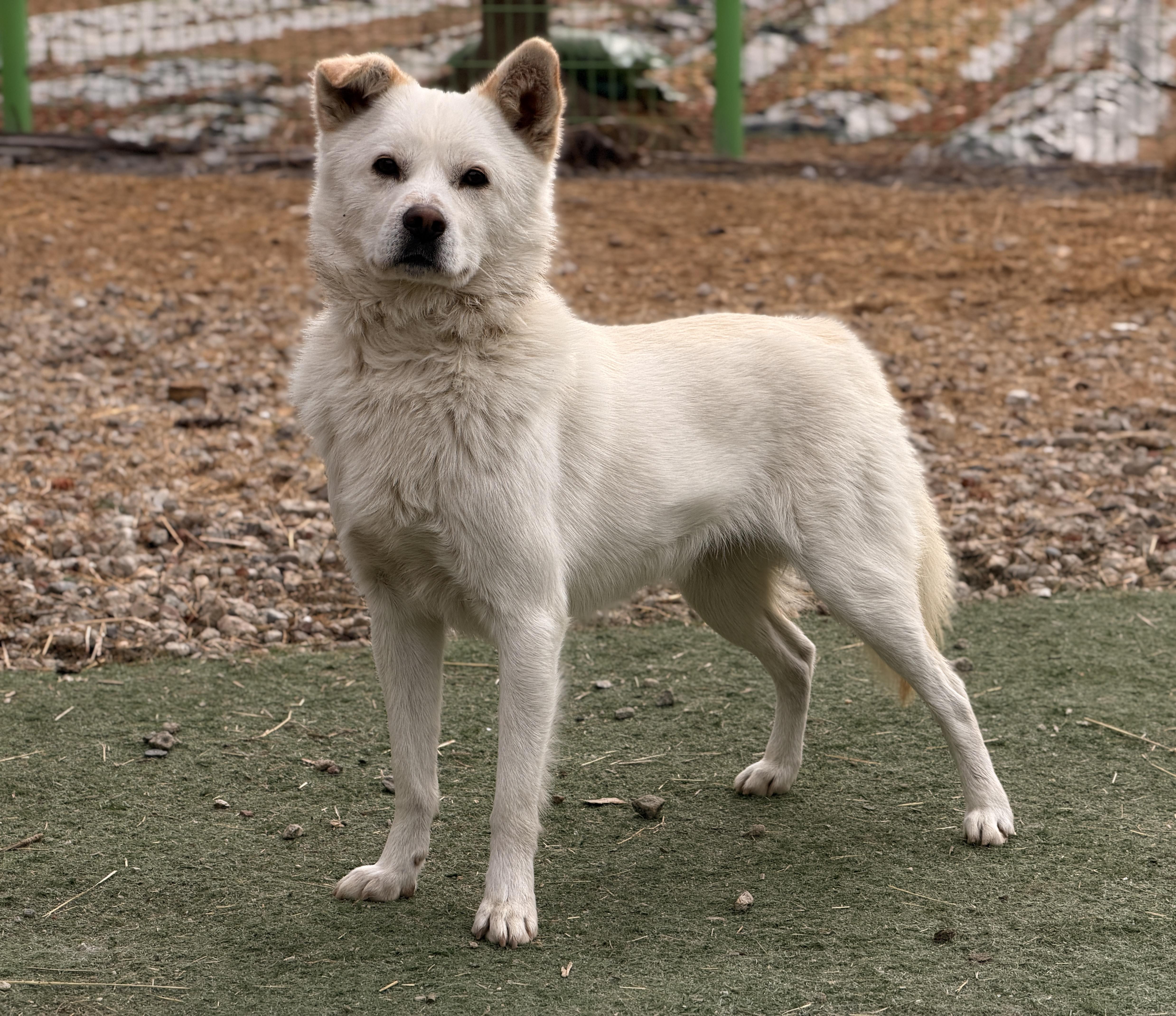 Haedol- you'll love him-29 Lbs., ADOPTABLE, Young Male Mixed Breed.