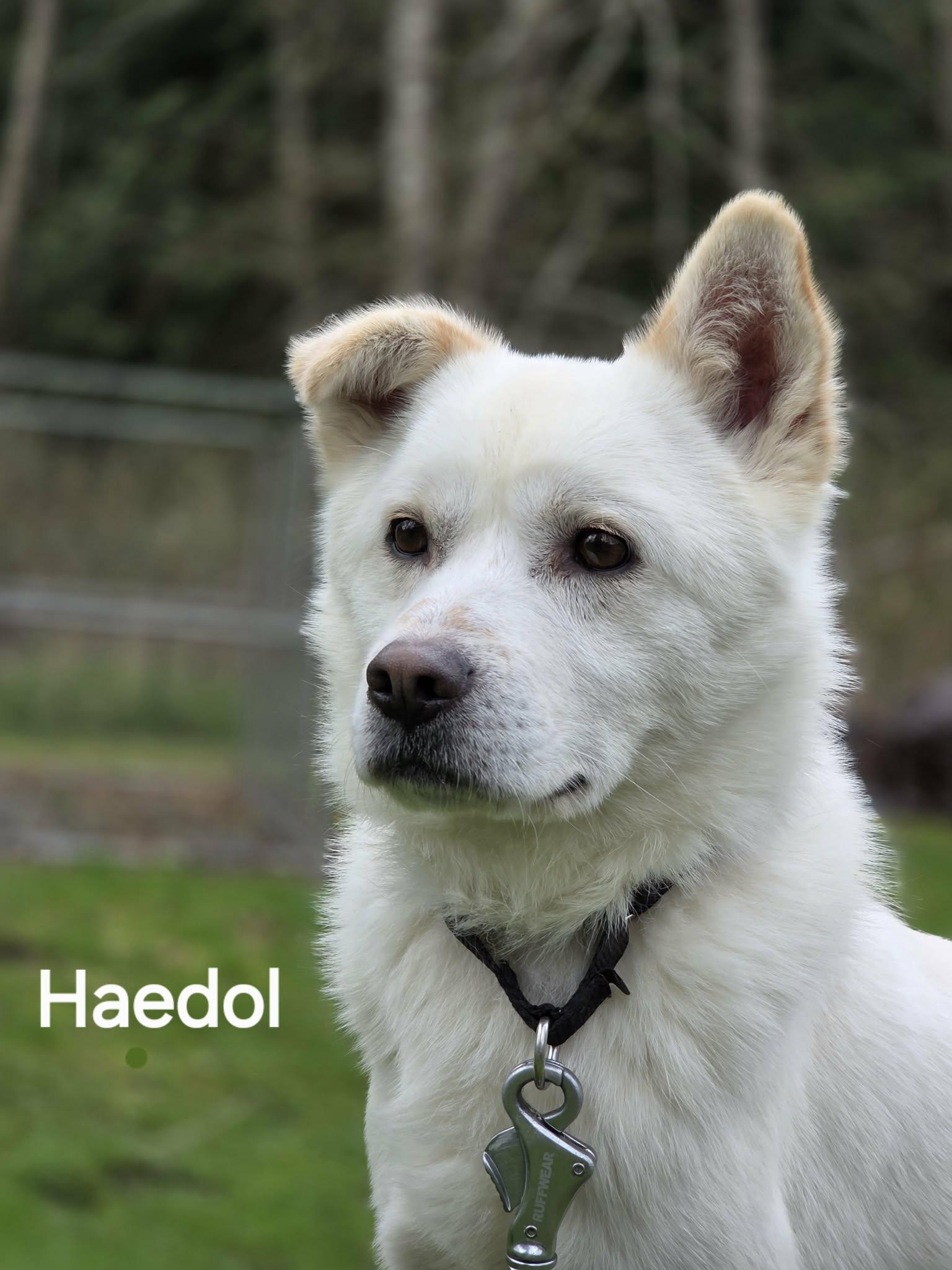 Haedol- The Guy-29 Lbs., ADOPTABLE, Adult Male Mixed Breed.