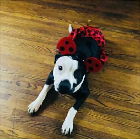 Kaiya: Adopt or Forever Foster, Adoptable, Adult Female Pit Bull Terrier.