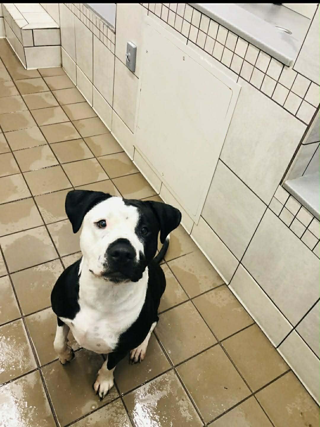 Enlarge Kaiya: Adopt or Forever Foster, a Adoptable mixed breed in Rochester, NY image 2/6