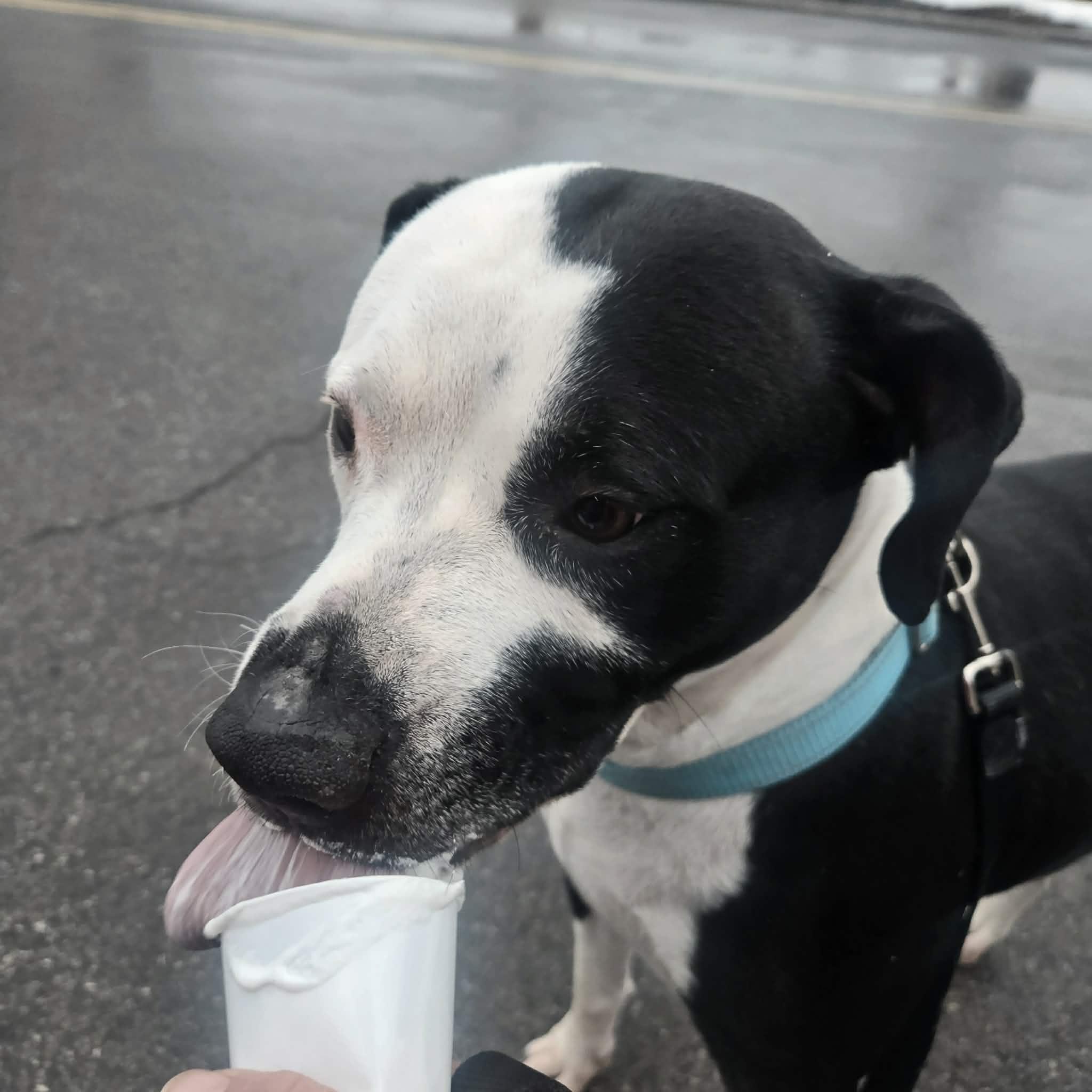 Enlarge Kaiya: Adopt or Forever Foster, a Adoptable mixed breed in Rochester, NY image 3/6