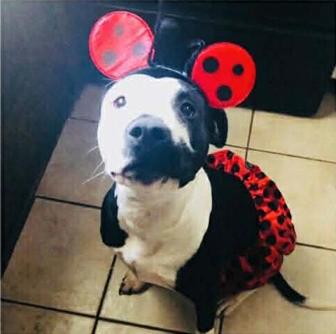 Enlarge Kaiya: Adopt or Forever Foster, a Adoptable mixed breed in Rochester, NY image 4/6