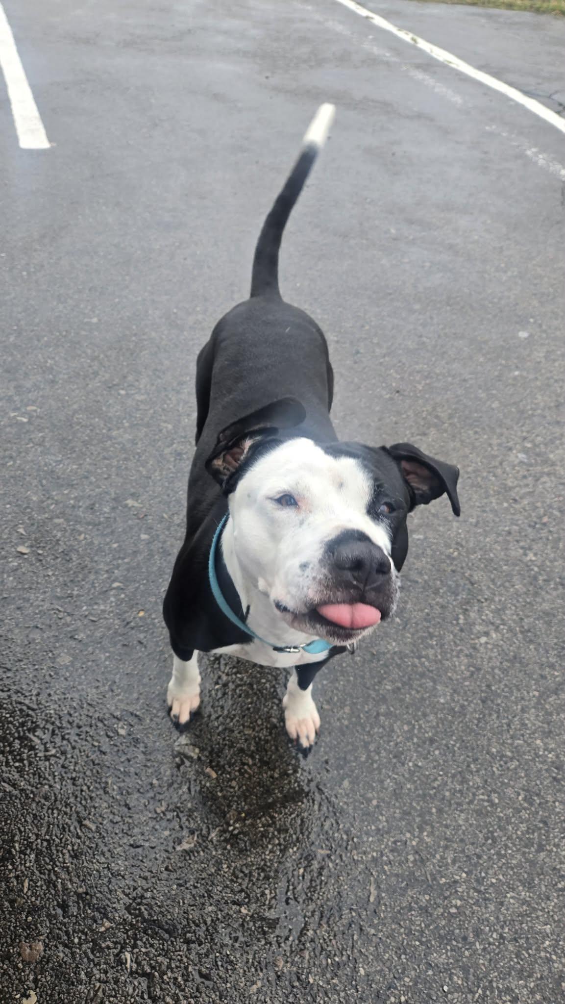 Enlarge Kaiya: Adopt or Forever Foster, a Adoptable mixed breed in Rochester, NY image 5/6