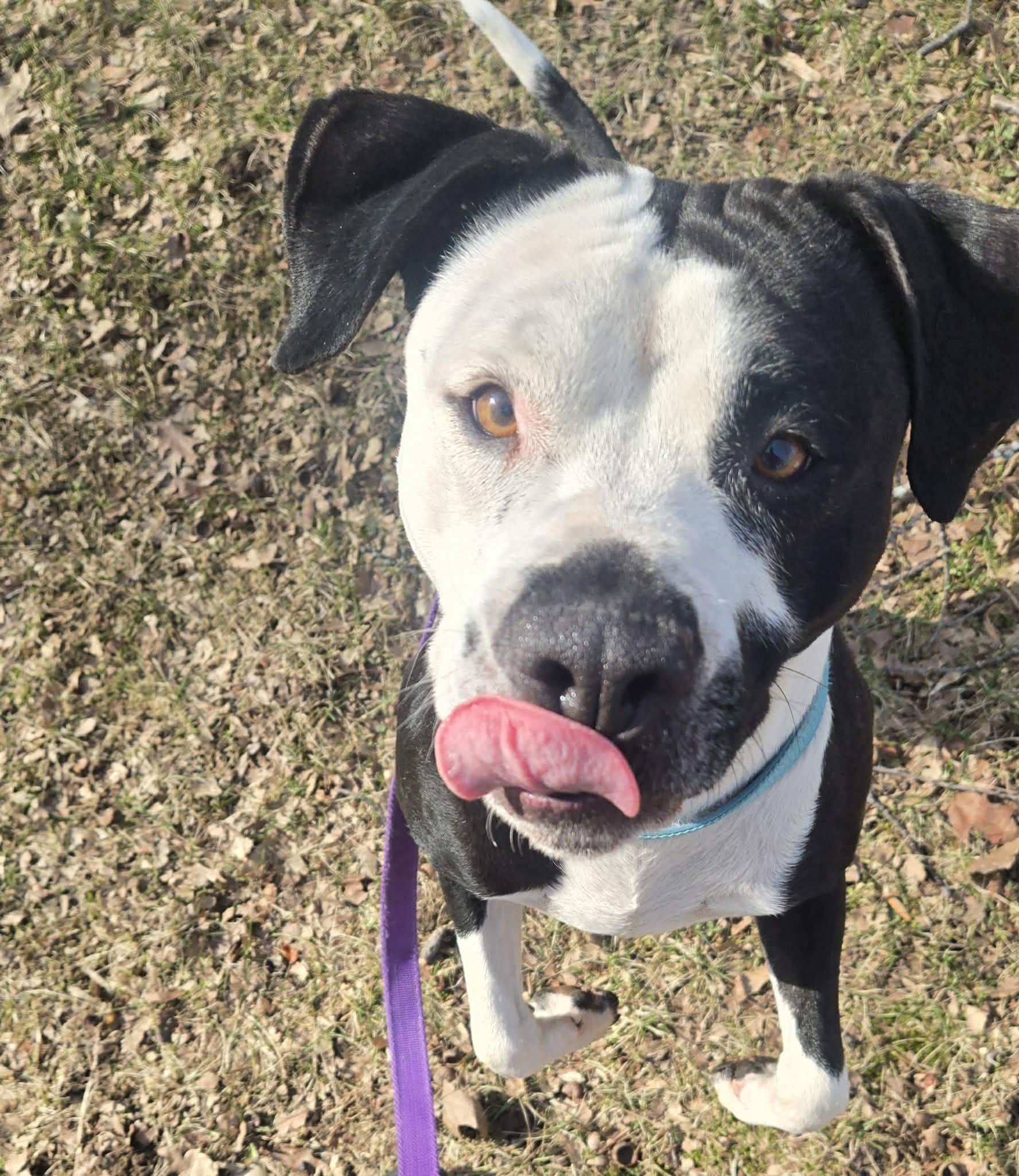 Enlarge Kaiya: Adopt or Forever Foster, a Adoptable mixed breed in Rochester, NY image 6/6