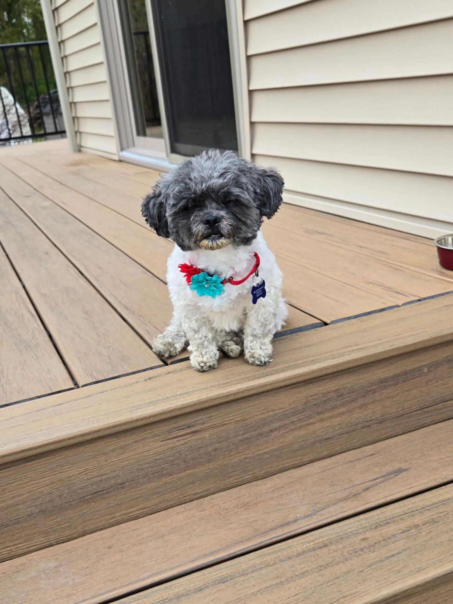 Ellie, Adopted, Adult Female Poodle (Toy).
