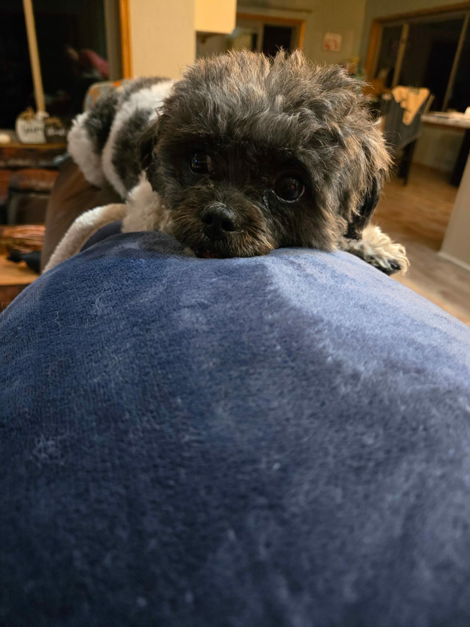 Enlarge Ellie, a Adopted Poodle (Toy) in De Pere, WI image 3/5