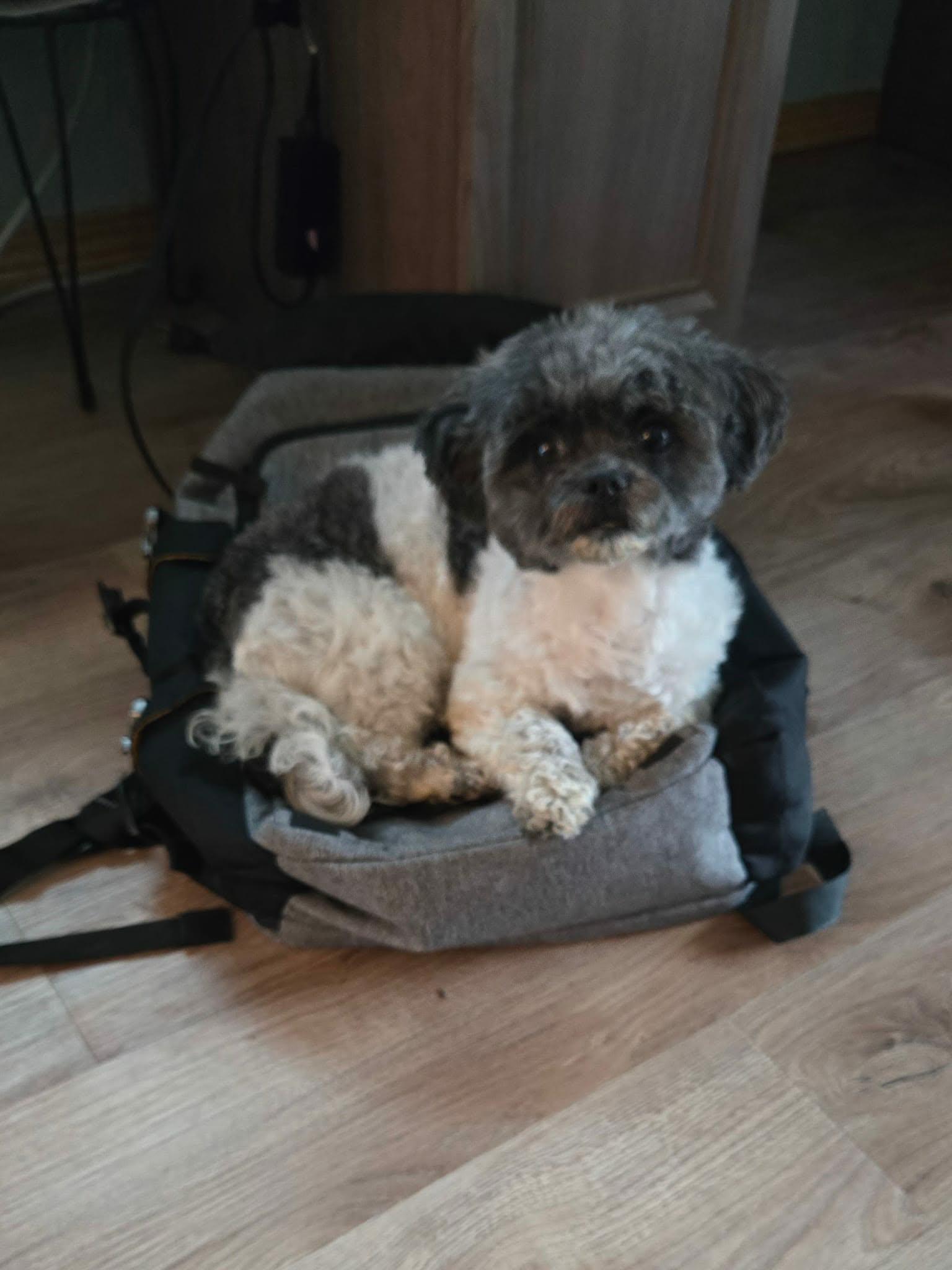 Enlarge Ellie, a Adopted Poodle (Toy) in De Pere, WI image 5/5