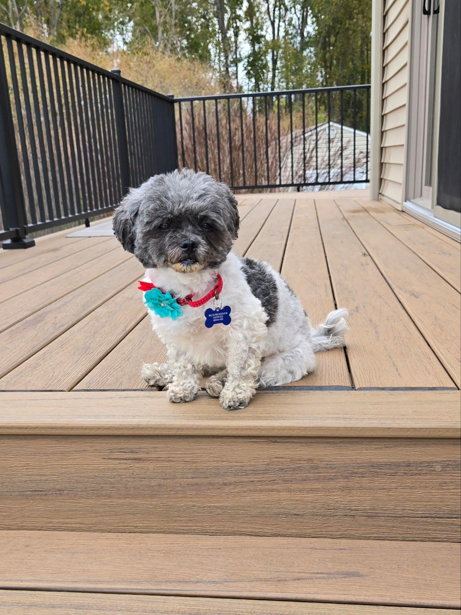Enlarge Ellie, a Adopted Poodle (Toy) in De Pere, WI image 4/5