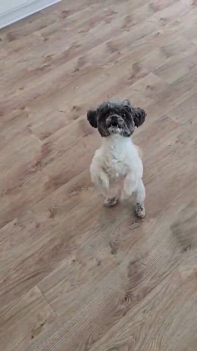 Enlarge Ellie, a Adopted Poodle (Toy) in De Pere, WI video 2/5