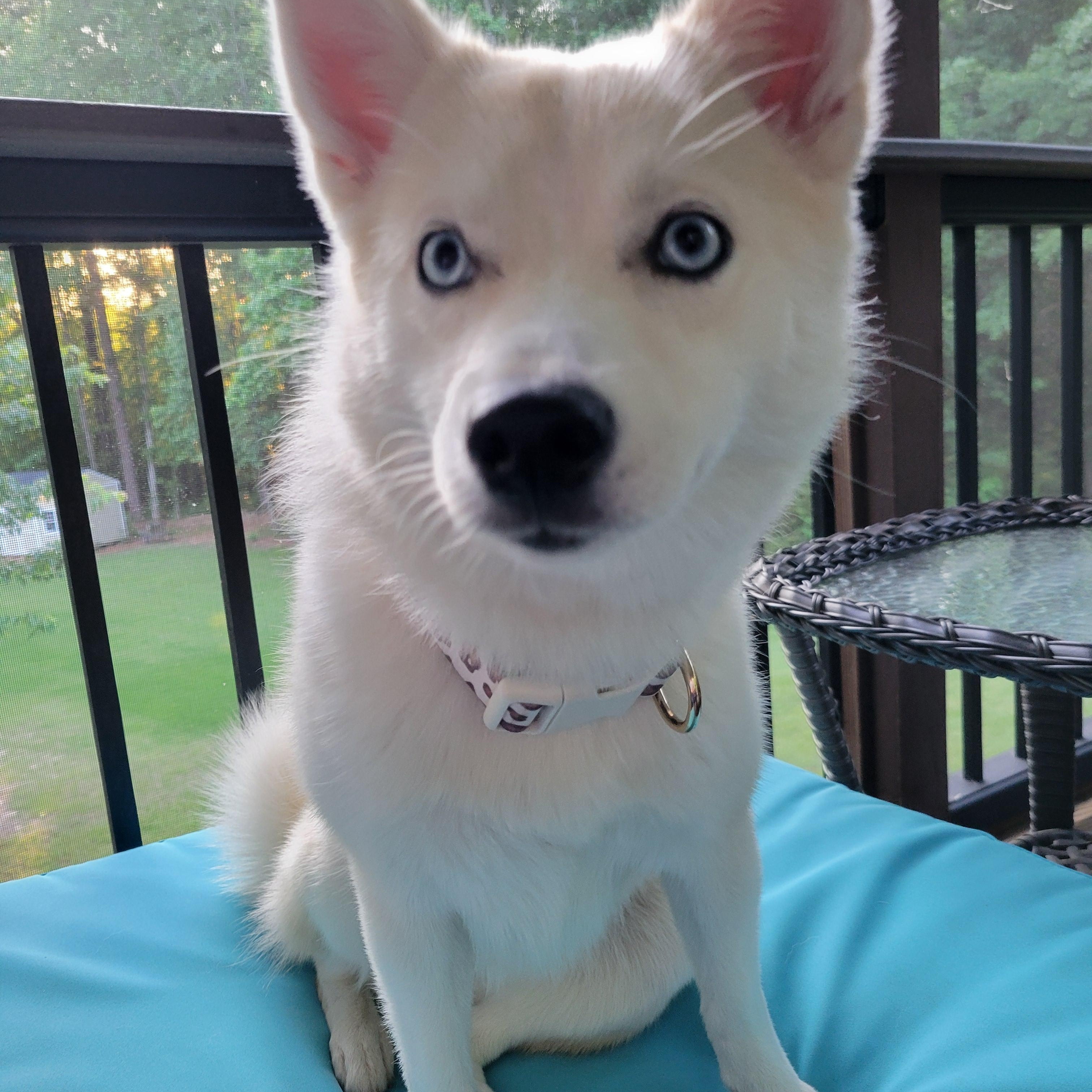 Enlarge Sierra, an adopted Pomsky in Jasper, GA image 6/6