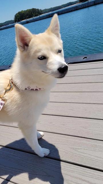 Enlarge Sierra, an adopted Pomsky in Jasper, GA image 5/6