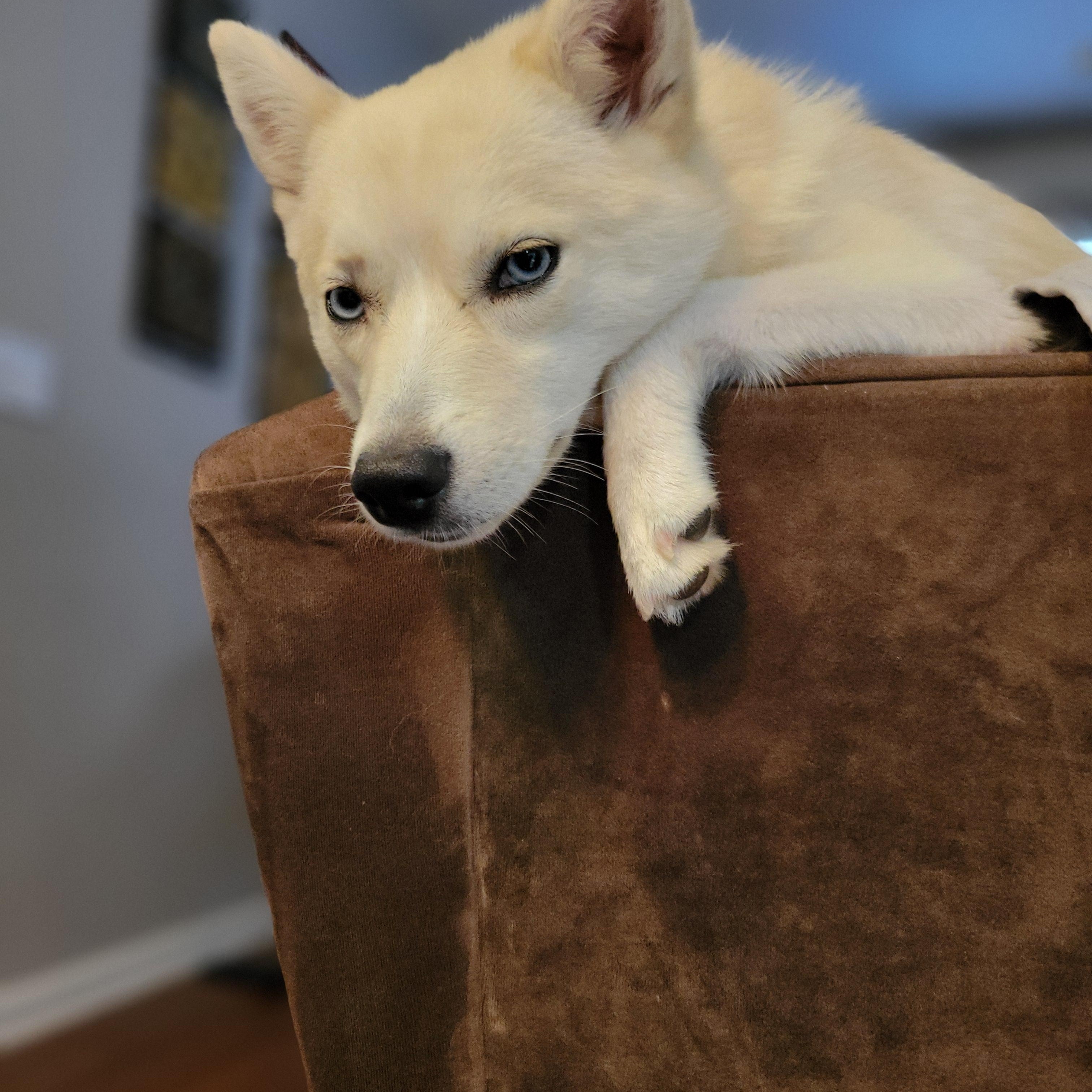 Enlarge Sierra, an adopted Pomsky in Jasper, GA image 4/6