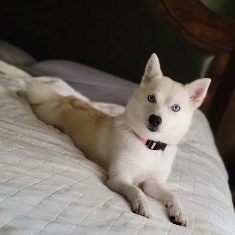 Enlarge Sierra, an adopted Pomsky in Jasper, GA image 1/6