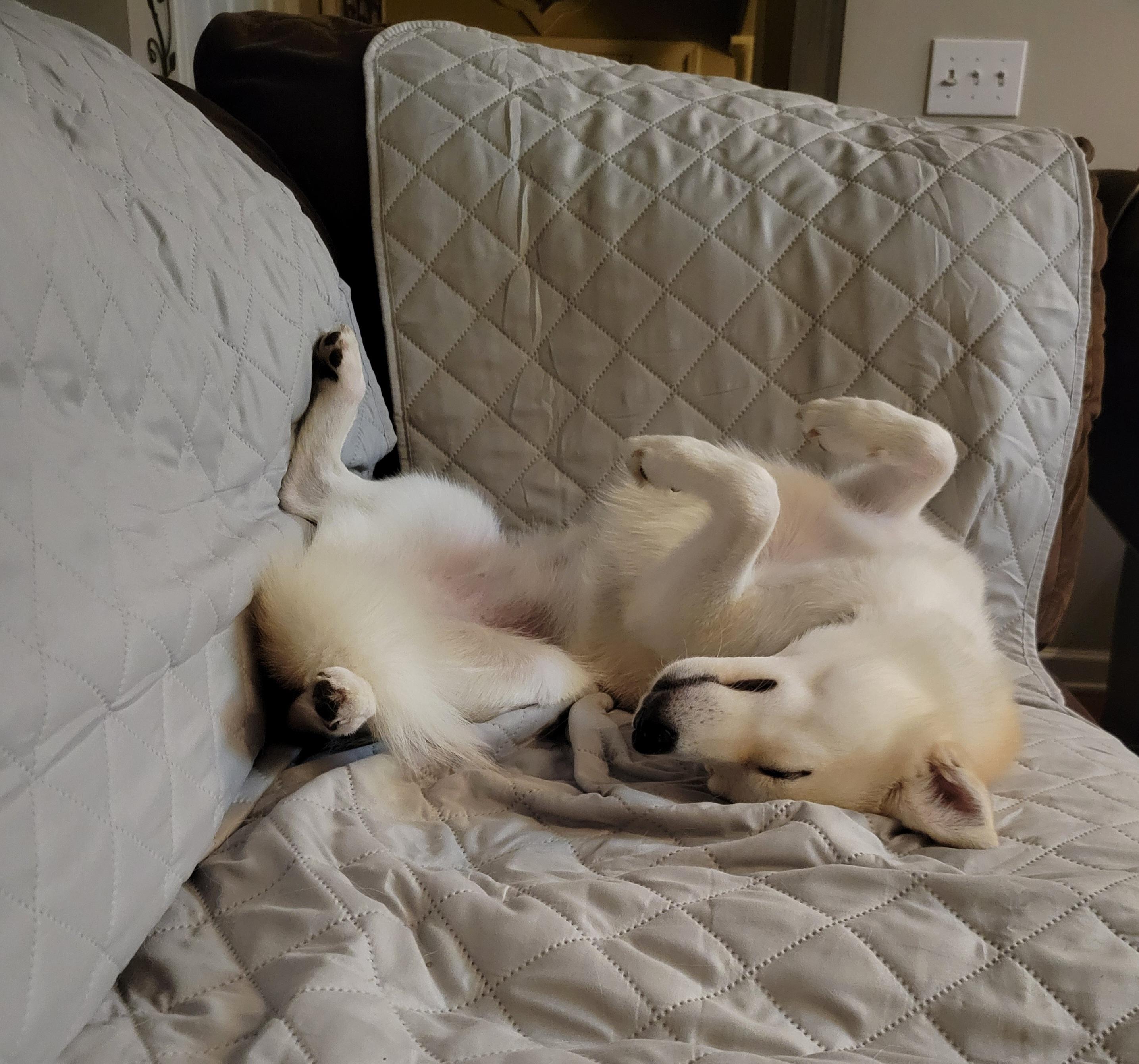 Enlarge Sierra, an adopted Pomsky in Jasper, GA image 2/6