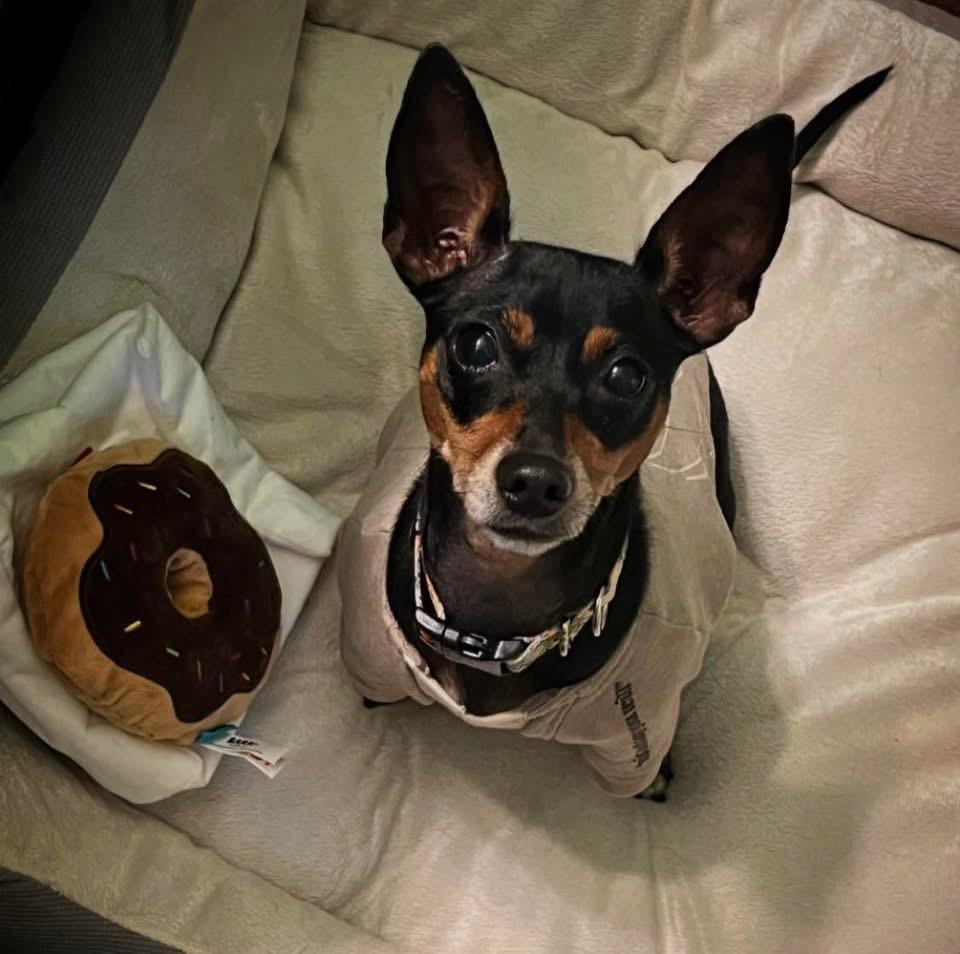 Enlarge Frijolita, a ADOPTABLE Miniature Pinscher in Pinellas Park, FL image 1/1