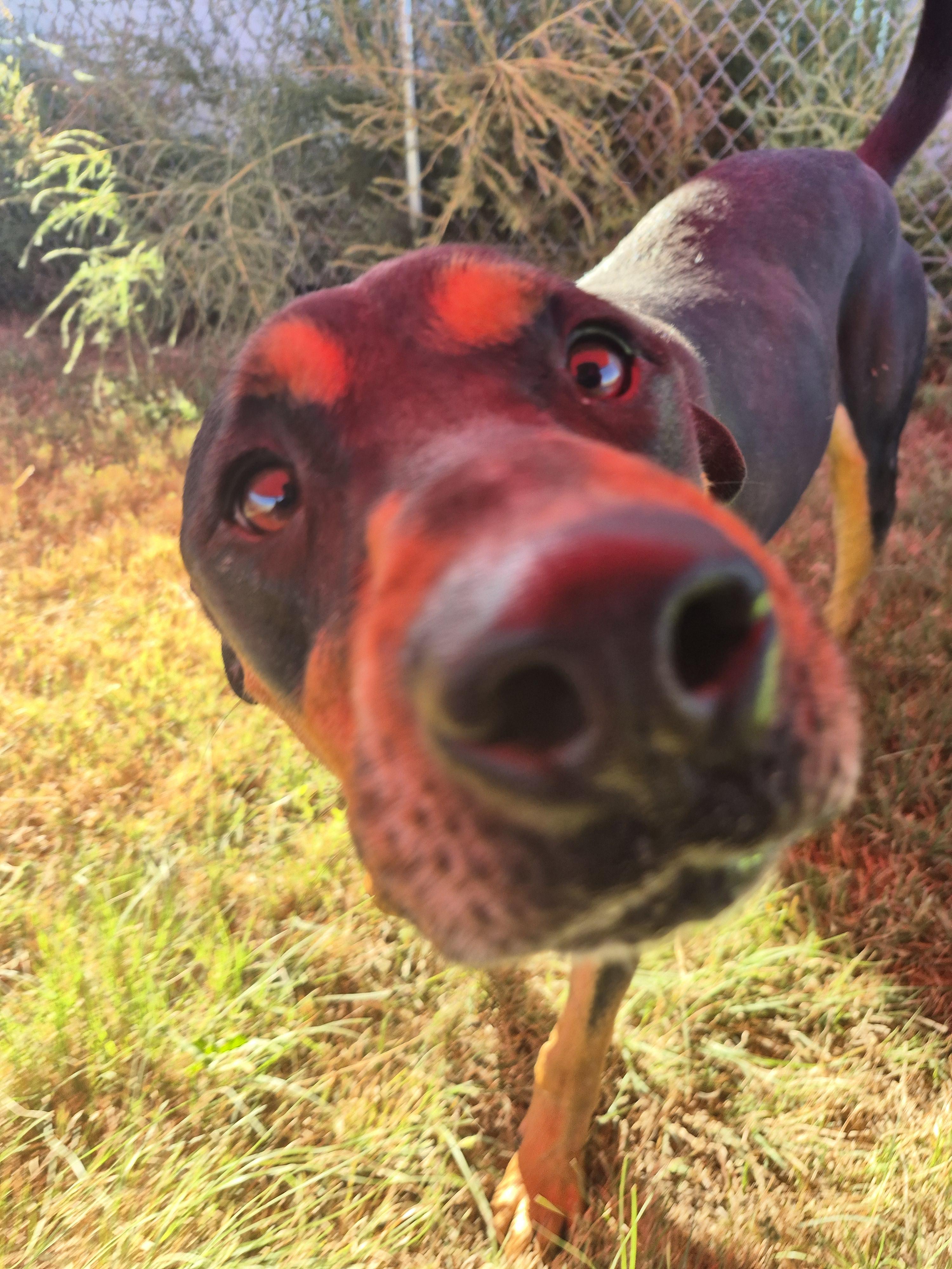 Jax, an adoptable Rottweiler in Canyon, TX, 79015 | Photo Image 2