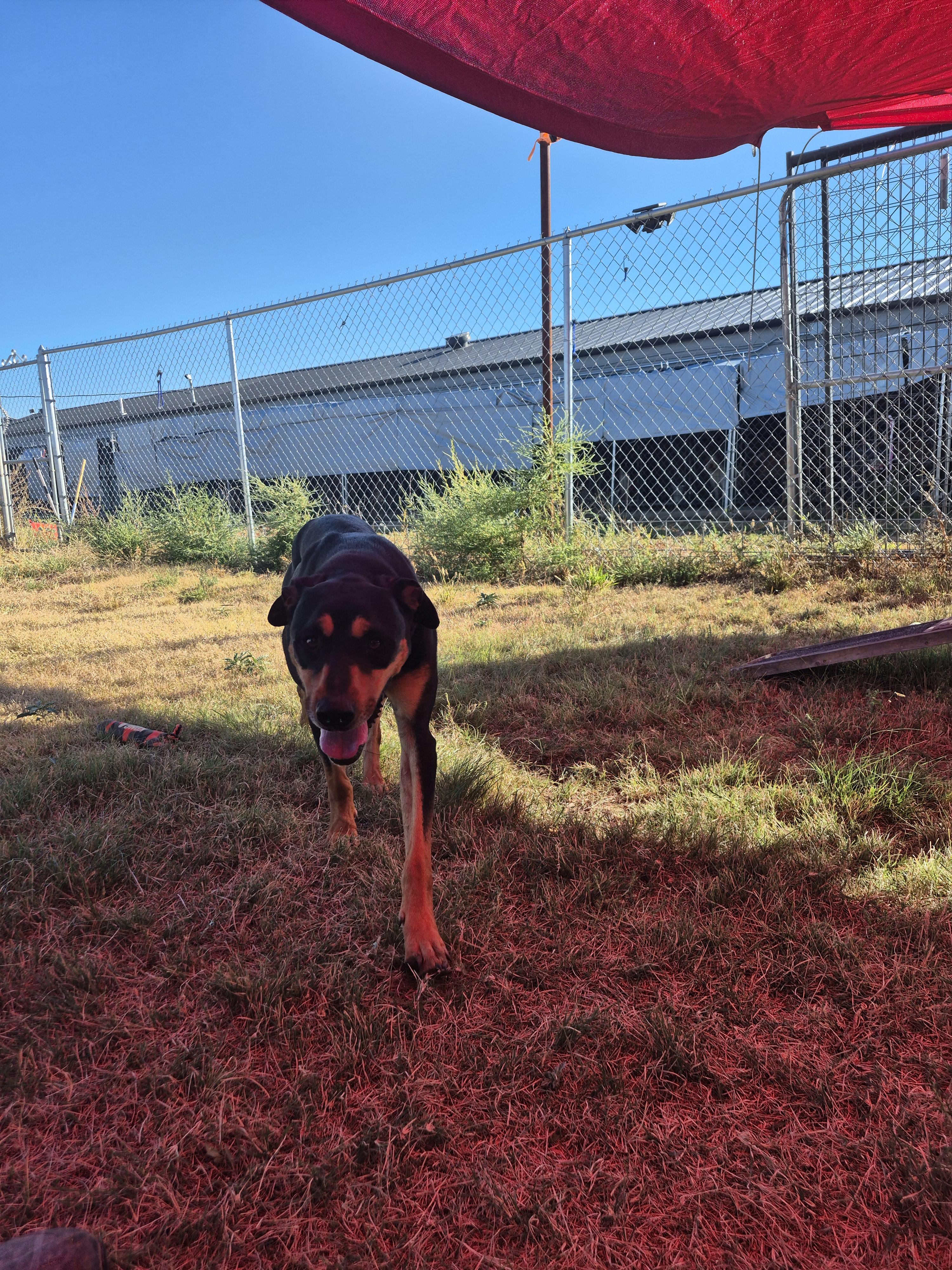 Jax, an adoptable Rottweiler in Canyon, TX, 79015 | Photo Image 4