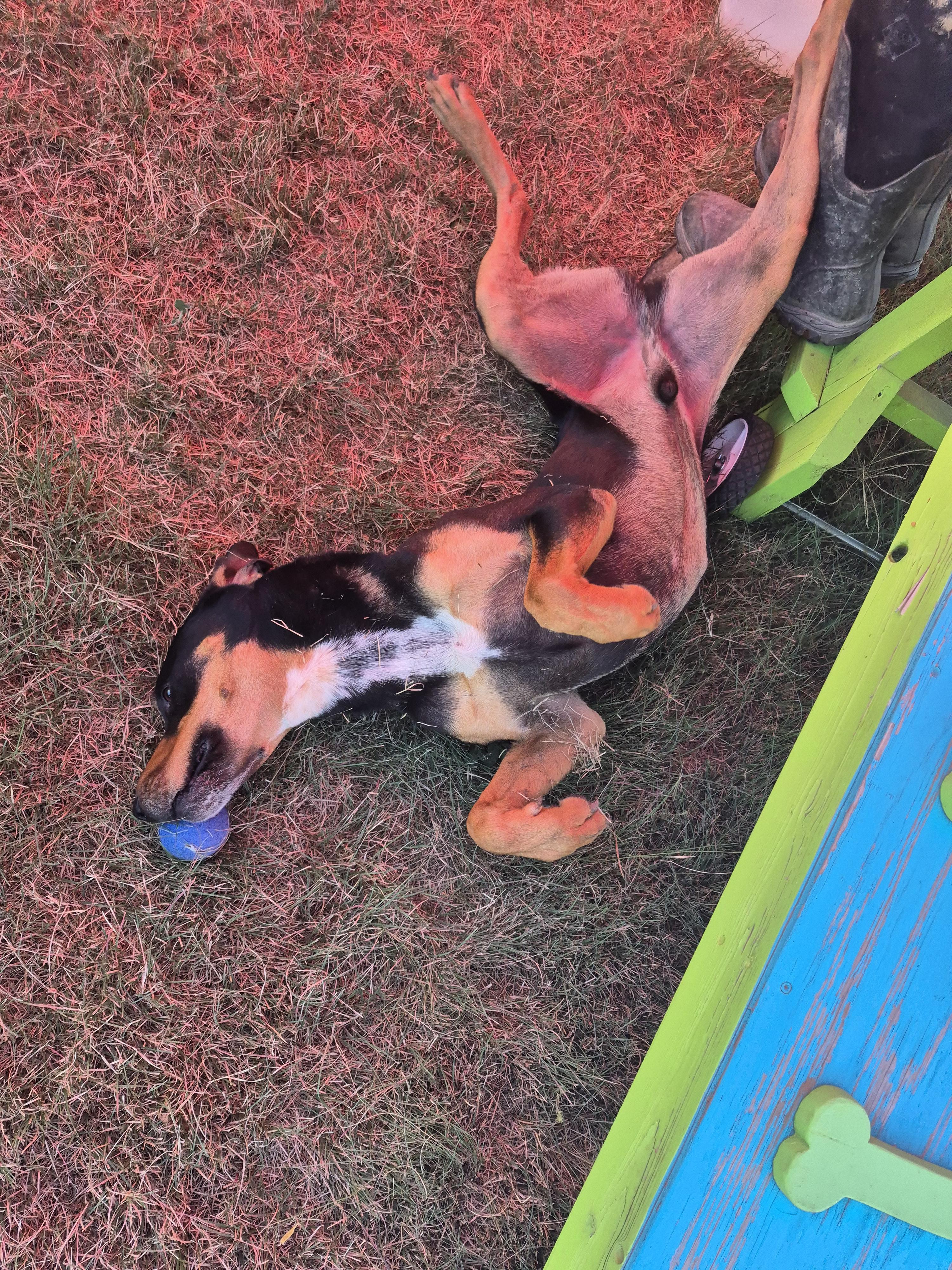 Jax, an adoptable Rottweiler in Canyon, TX, 79015 | Photo Image 3