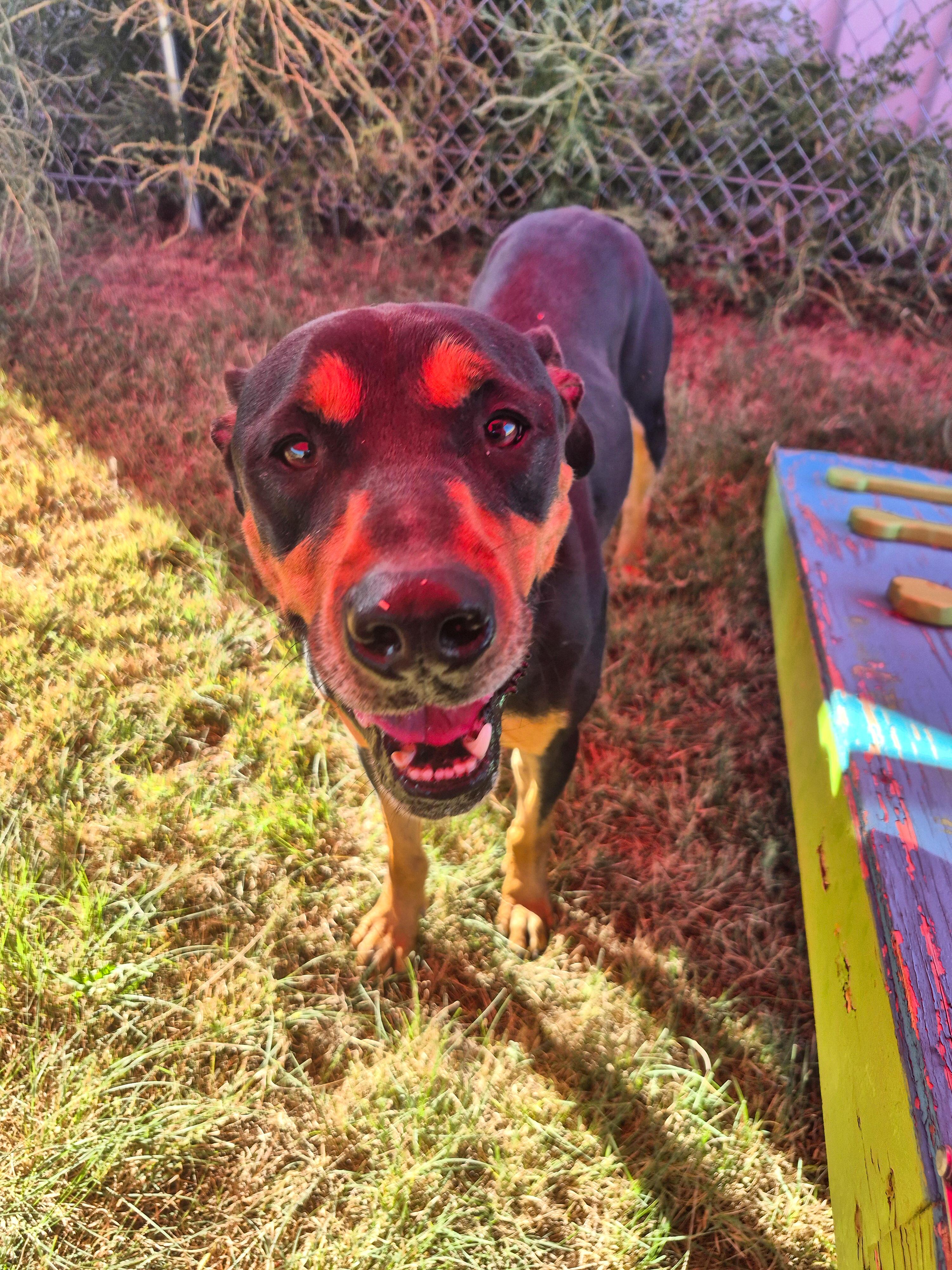 Jax, an adoptable Rottweiler in Canyon, TX, 79015 | Photo Image 1