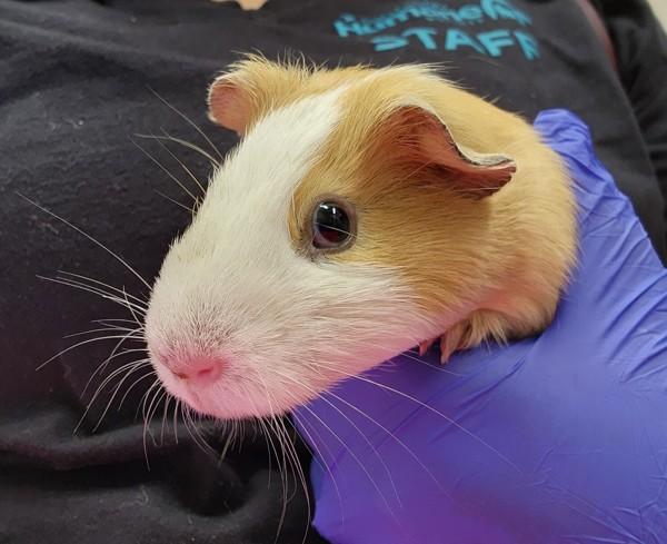 Enlarge Aloha Aquamarine, a Adoptable mixed breed in San Diego, CA image 1/1