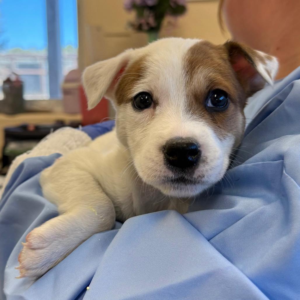 Hocus, a Adoptable mixed breed in Torrey, UT image 1/2