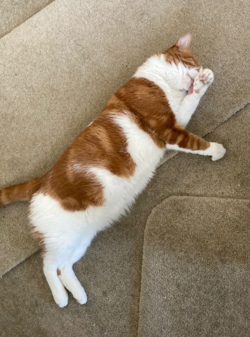 TC, a Adoptable Domestic Short Hair in Palm City, FL image 2/4