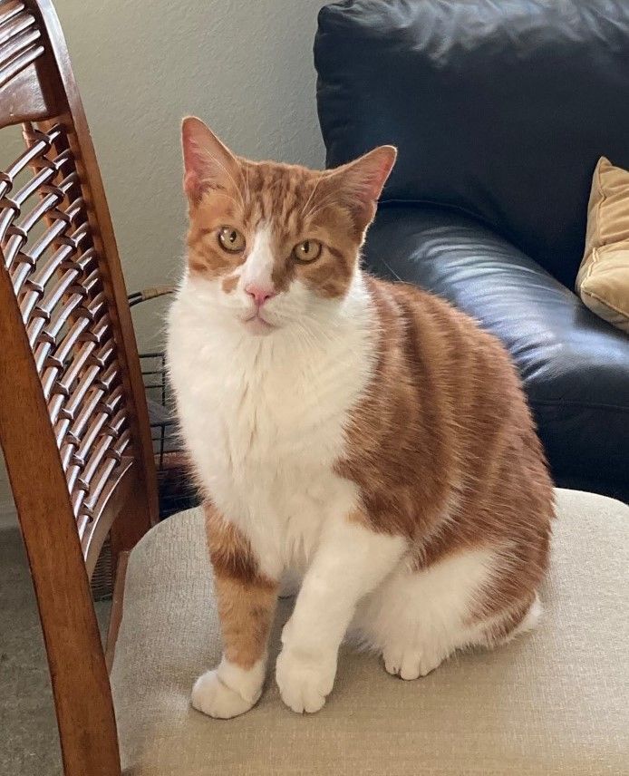 TC, a Adoptable Domestic Short Hair in Palm City, FL image 3/4