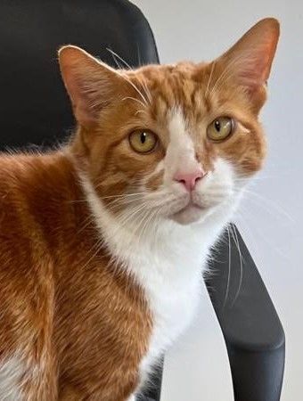 TC, Adoptable, Senior Male Domestic Short Hair.