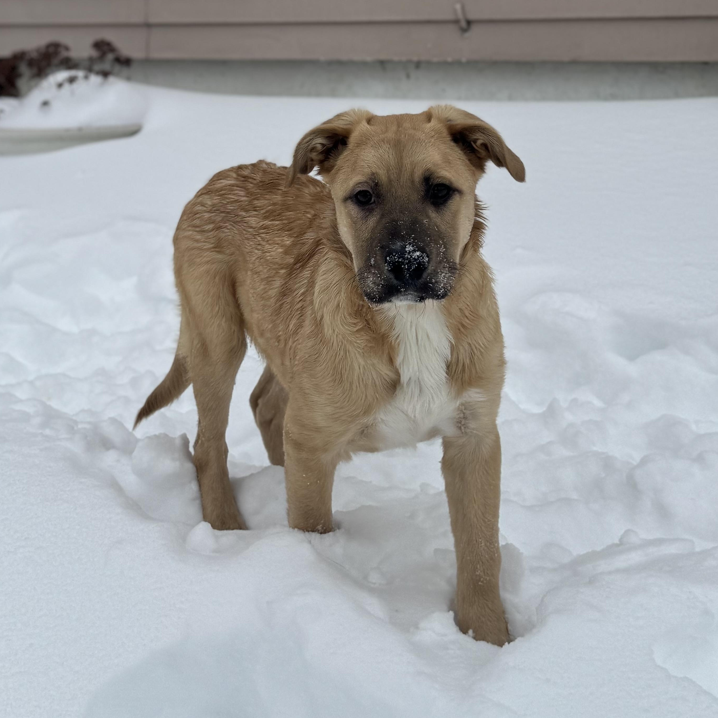 Enlarge HULK HOGAN, an adopted Mixed Breed in Cranston, RI image 3/3