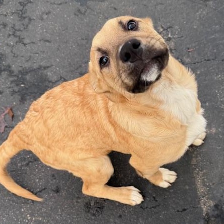 HULK HOGAN, Adoptable, Puppy Male Mixed Breed.