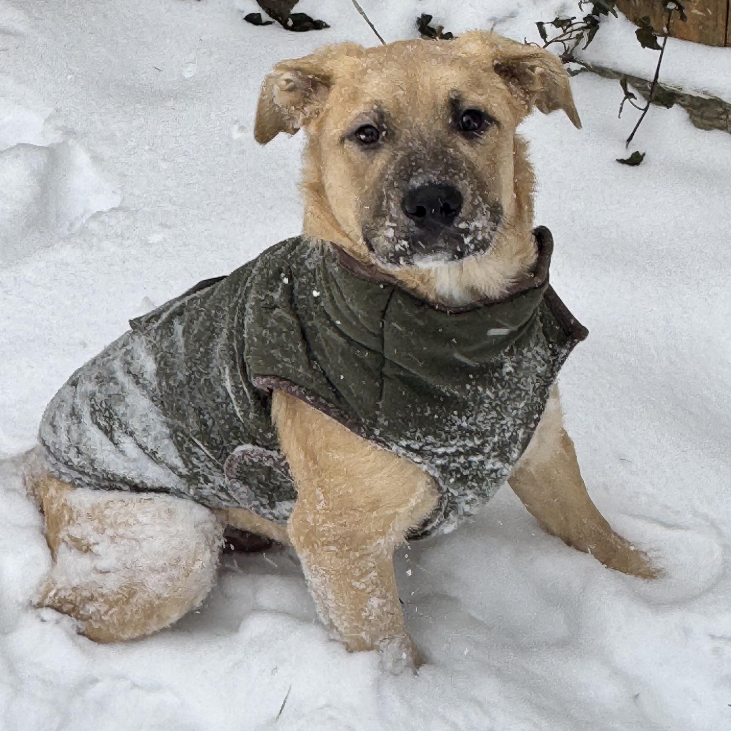 Enlarge HULK HOGAN, an adopted Mixed Breed in Cranston, RI image 1/3