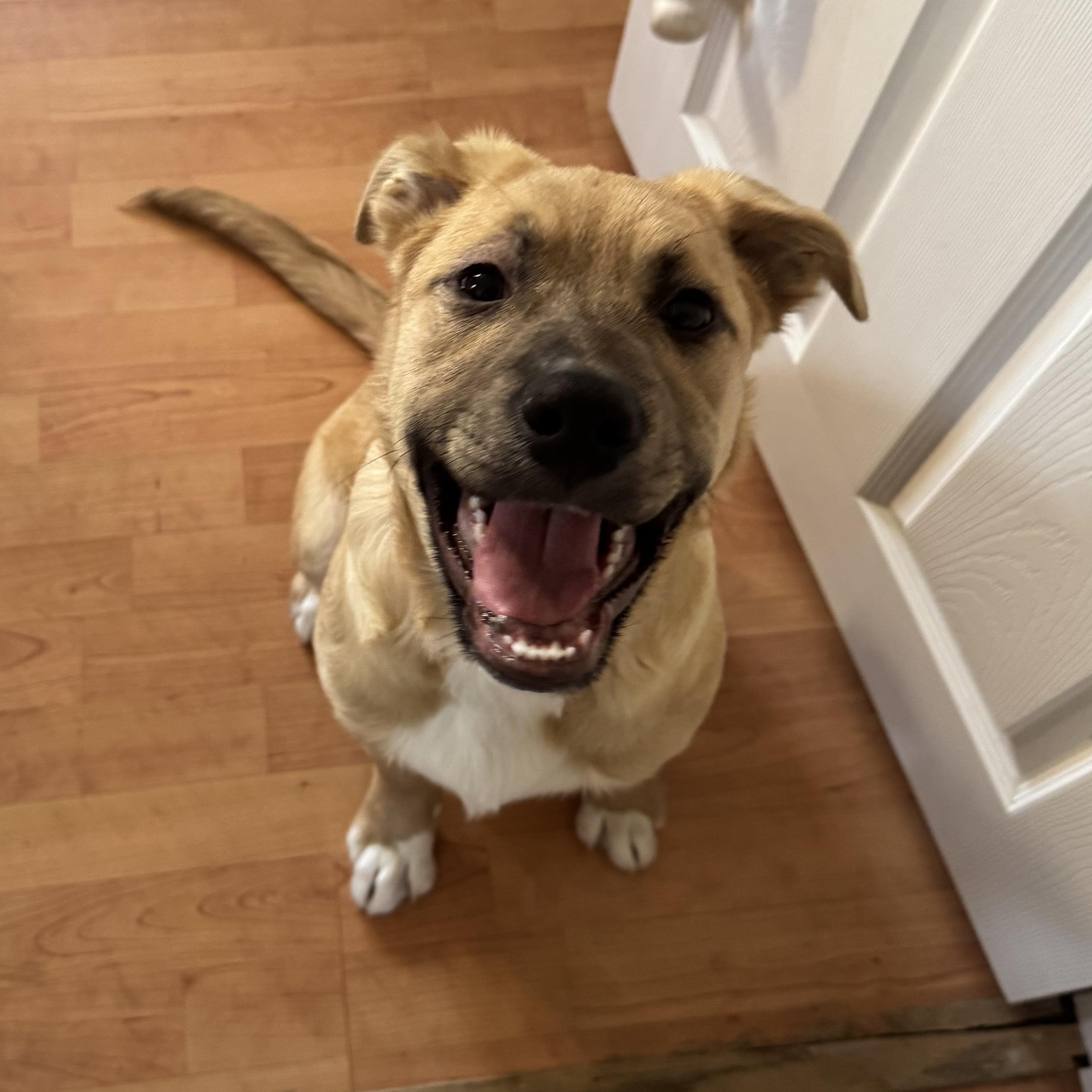 Enlarge HULK HOGAN, an adopted Mixed Breed in Cranston, RI image 2/3