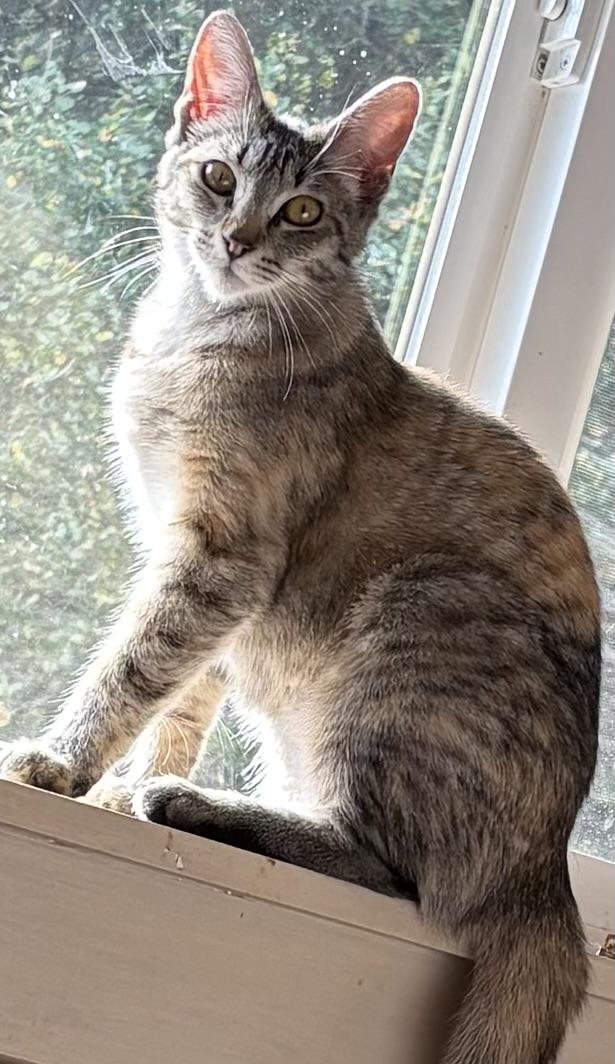 Penelope, a Adoptable Torbie in Santa Cruz, CA image 3/6