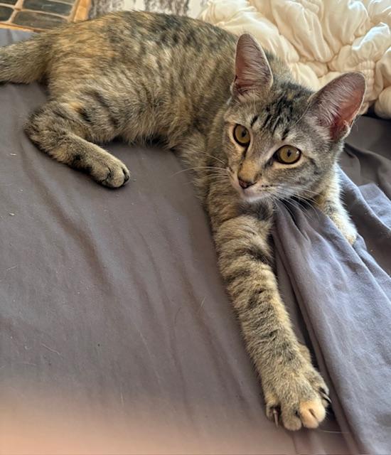 Penelope, a Adoptable Torbie in Santa Cruz, CA image 1/6