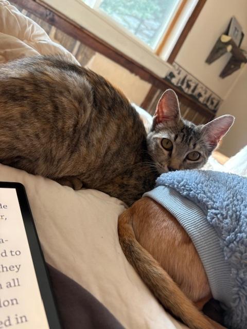 Penelope, a Adoptable Torbie in Santa Cruz, CA image 4/6