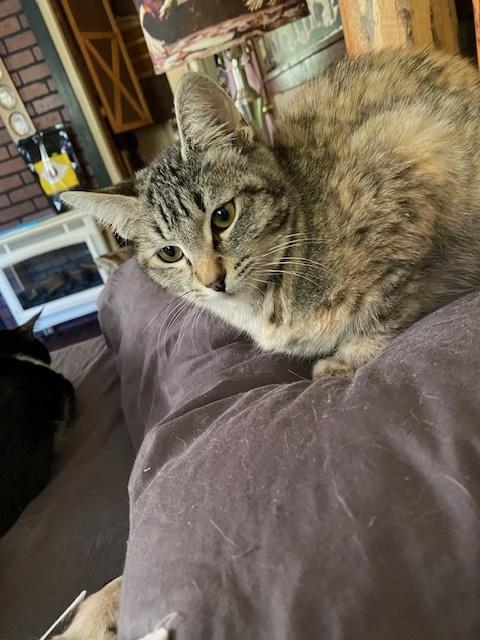 Penelope, a Adoptable Torbie in Santa Cruz, CA image 6/6