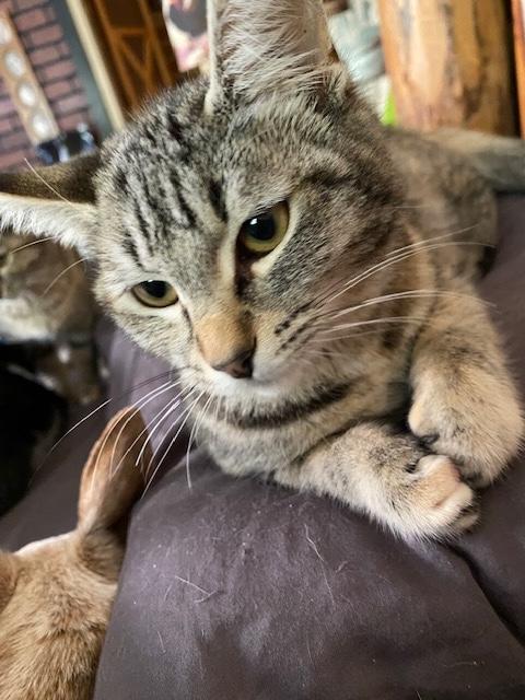 Penelope, a Adoptable Torbie in Santa Cruz, CA image 5/6