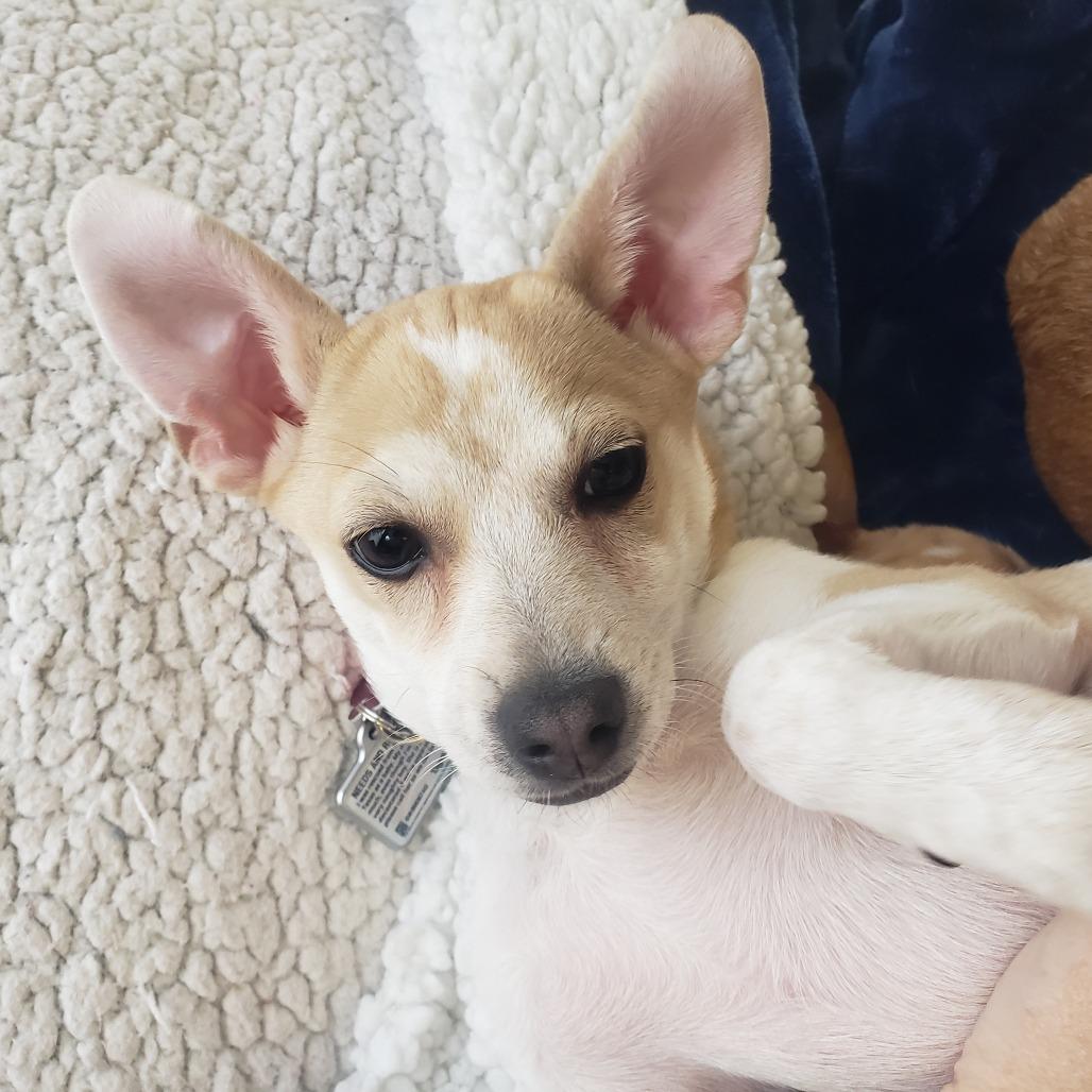 Tanner, a Adoptable Chihuahua in Saratoga Springs, NY image 2/6