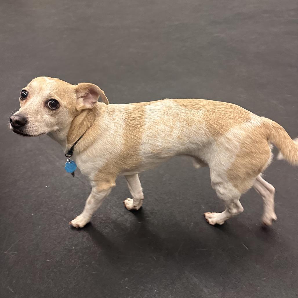 Tanner, a Adoptable Chihuahua in Saratoga Springs, NY image 5/6