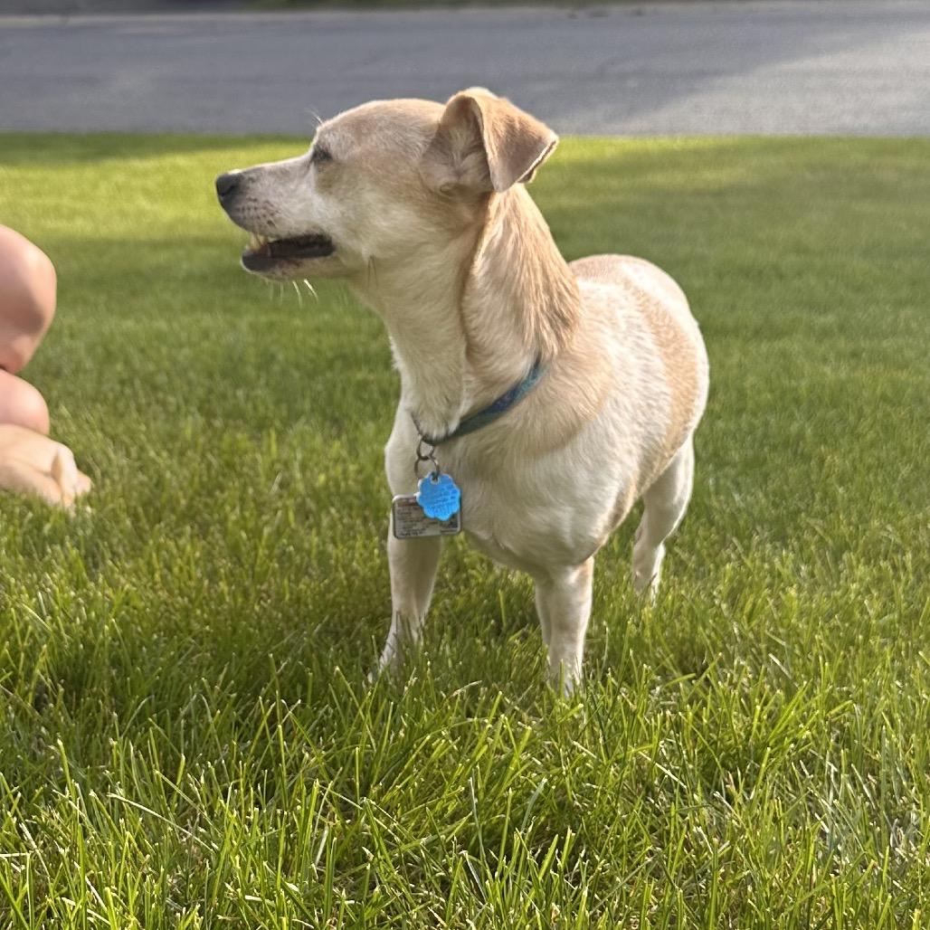 Tanner, a Adoptable Chihuahua in Saratoga Springs, NY image 6/6