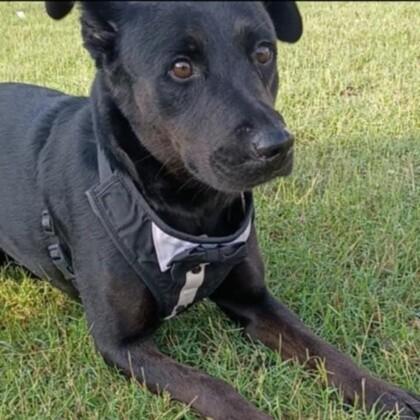 Mavis, Adoptable, Adult Female Labrador Retriever & Mixed Breed.
