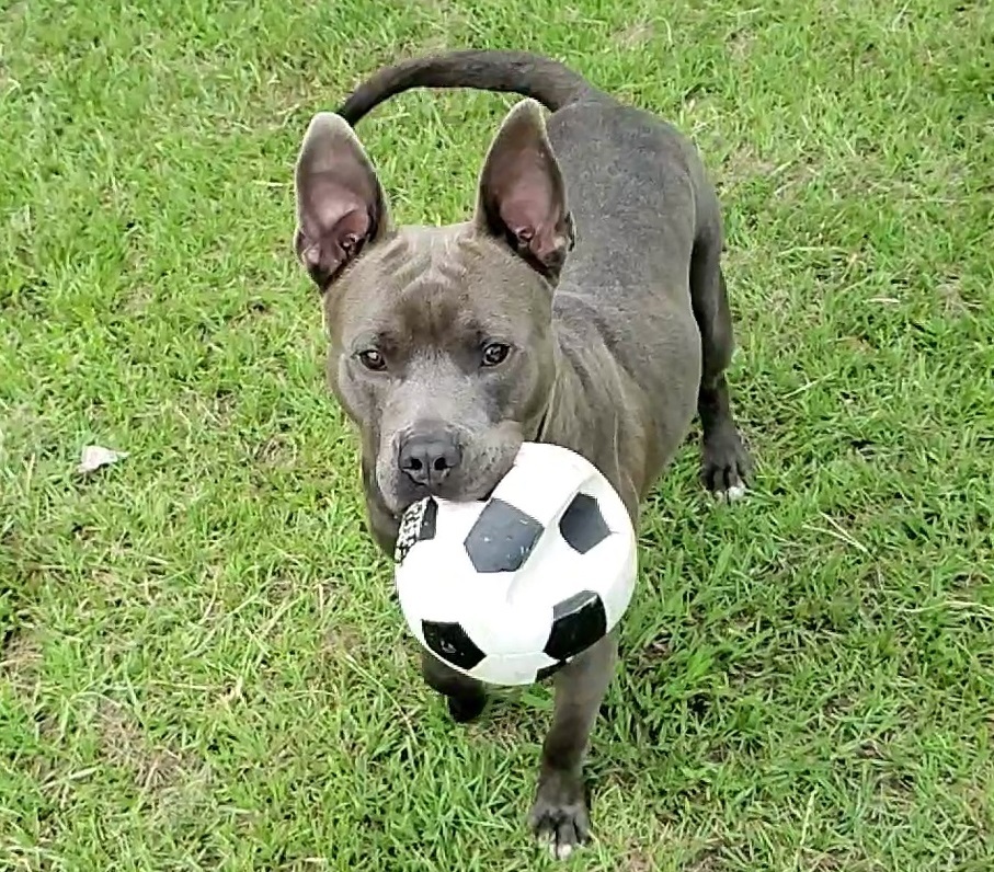 Enlarge Percy, a Adoptable mixed breed in Anniston, AL image 7/10